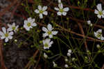 Pine barren stitchwort